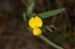 Arrowhead rattlebox